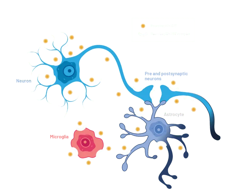 Illustration of neurotrophic HGF in the healthy brain