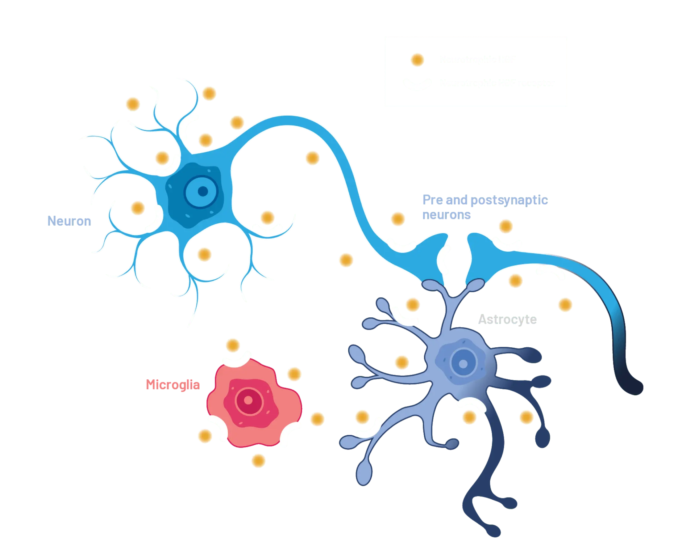 Illustration of neurotrophic HGF in the healthy brain